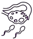 Ovulation Induction